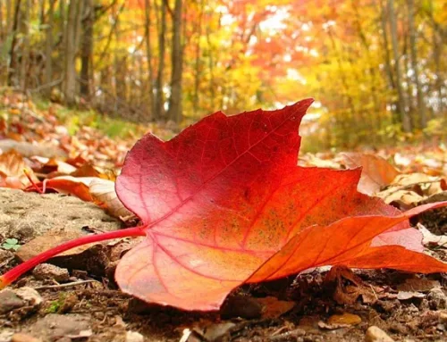 Otoño y Medicina Tradicional China: Cuida tu Energía en Reikiaiumi Algorta