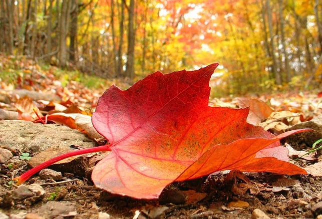 Otoño y Medicina Tradicional China: Cuida tu Energía en Reikiaiumi Algorta